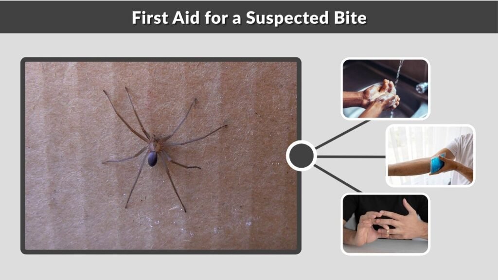 First Aid for a Suspected Bite
