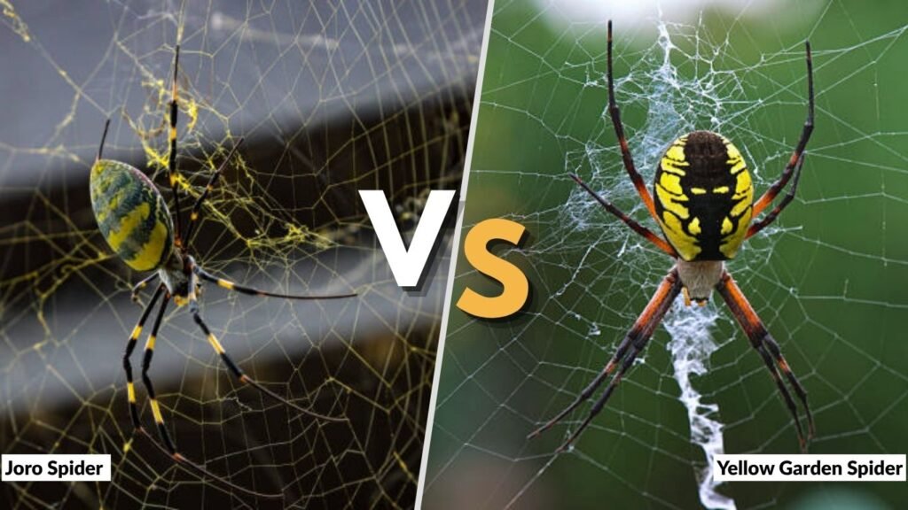 Joro Spider vs Yellow Garden Spider