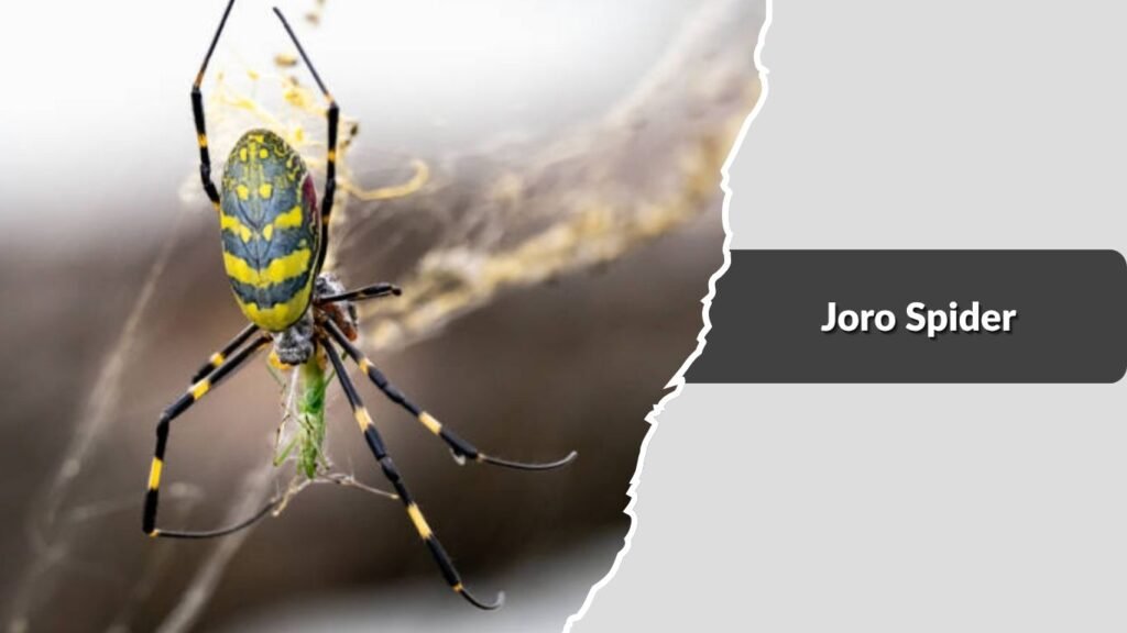 Joro Spider