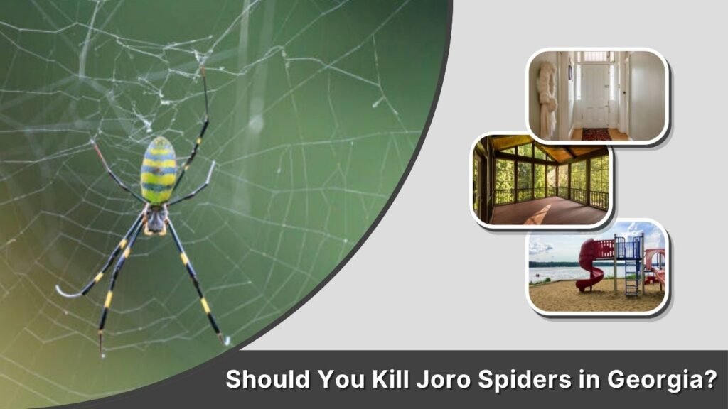 Should You Kill Joro Spiders in Georgia?