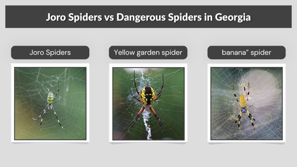 Joro Spiders vs Dangerous Spiders in Georgia