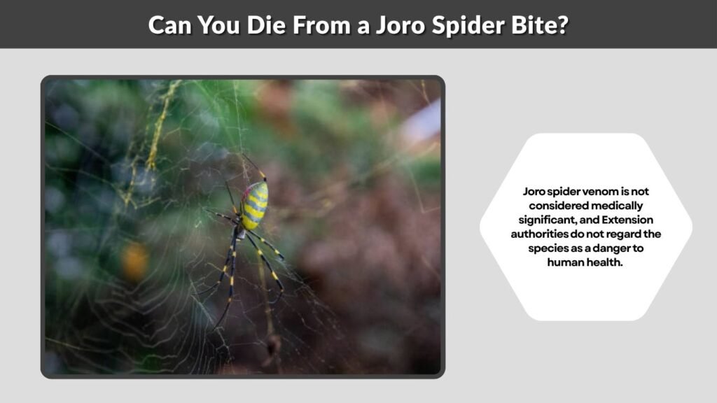 Can You Die From a Joro Spider Bite?