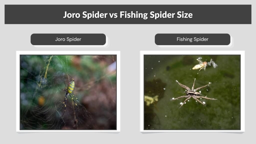 Joro Spider vs Fishing Spider Size