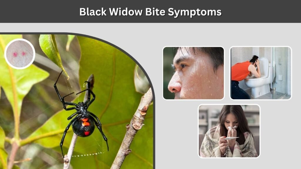 Black Widow Bite Symptoms