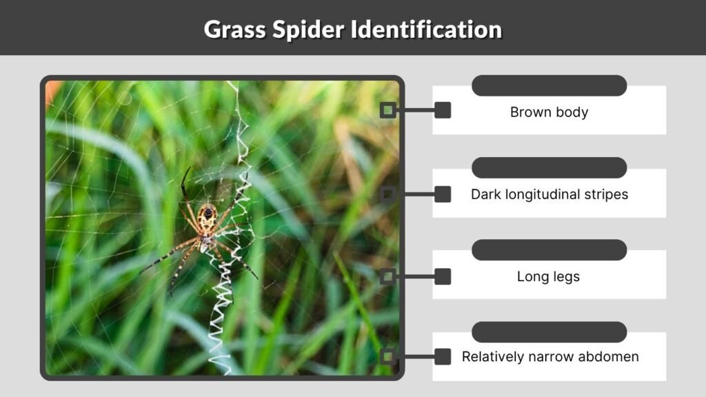 Grass Spider Identification