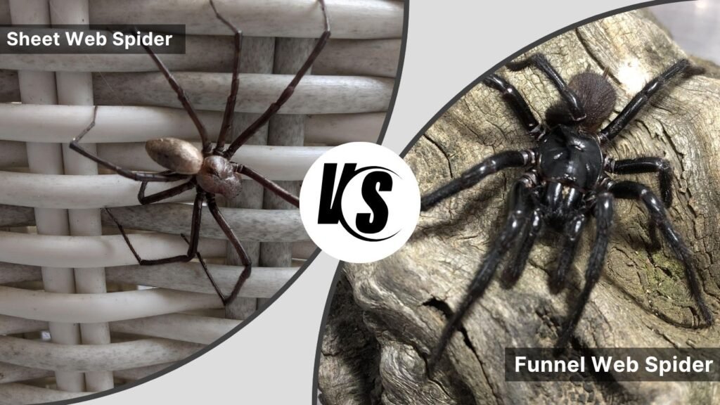 Sheet Web Spider vs. Funnel Web Spider