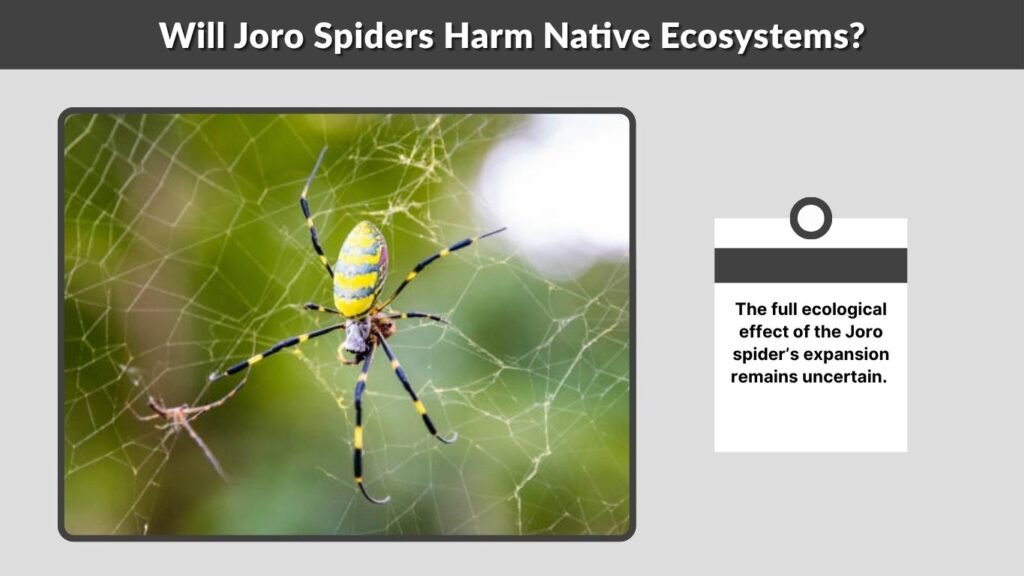 Will Joro Spiders Harm Native Ecosystems?