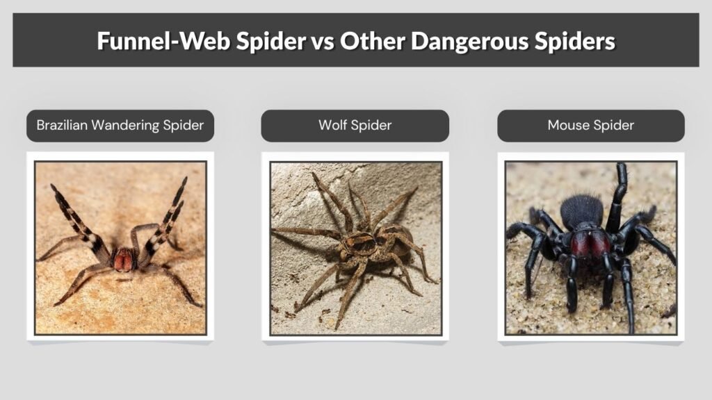 Funnel-Web Spider vs Other Dangerous Spiders
