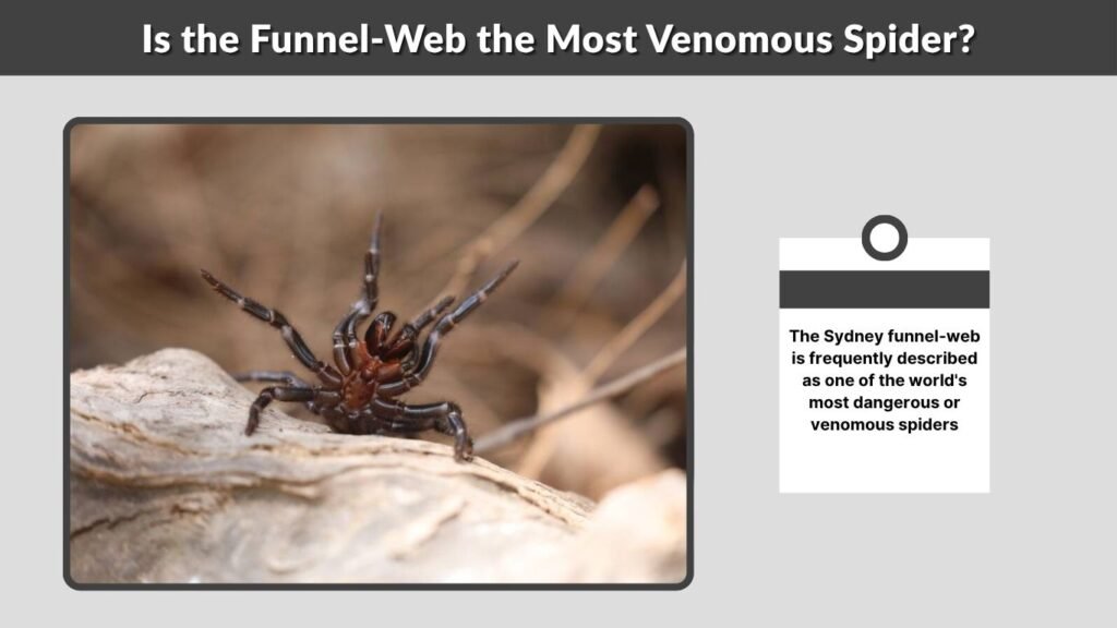 Is the Funnel-Web the Most Venomous Spider?