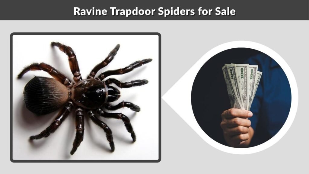 Ravine Trapdoor Spiders for Sale