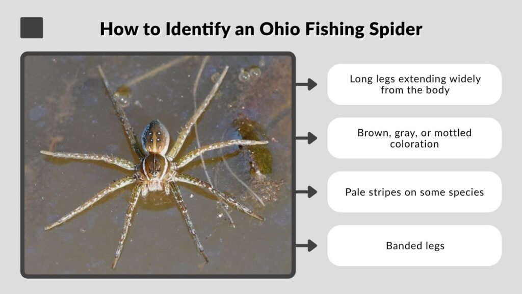 How to Identify an Ohio Fishing Spider