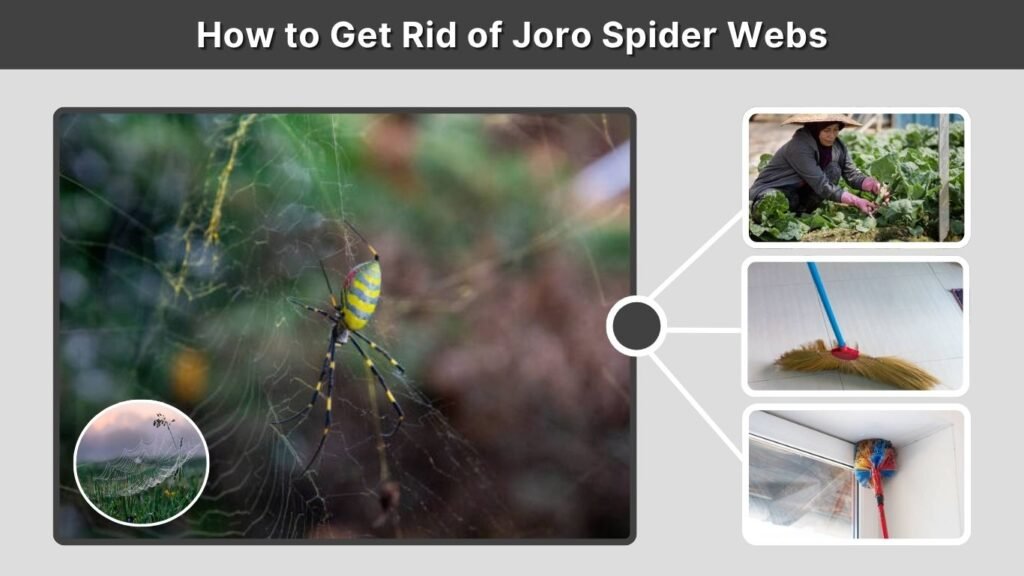 How to Get Rid of Joro Spider Webs