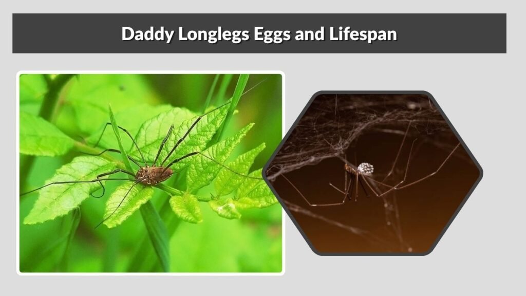 Daddy Longlegs Eggs and Lifespan