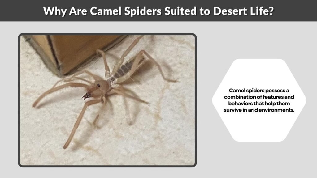 Why Are Camel Spiders Suited to Desert Life?