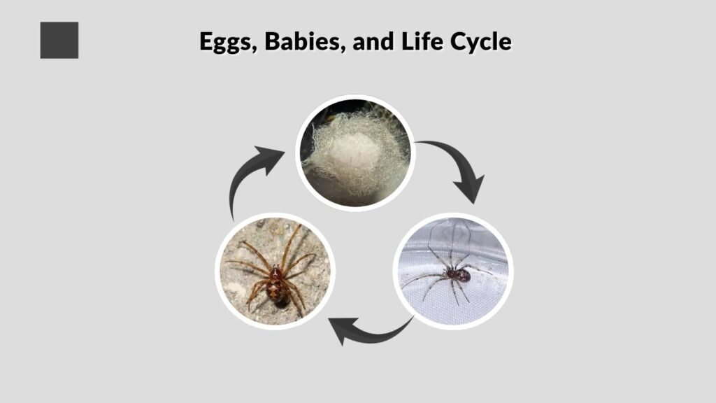 Eggs, Babies, and Life Cycle