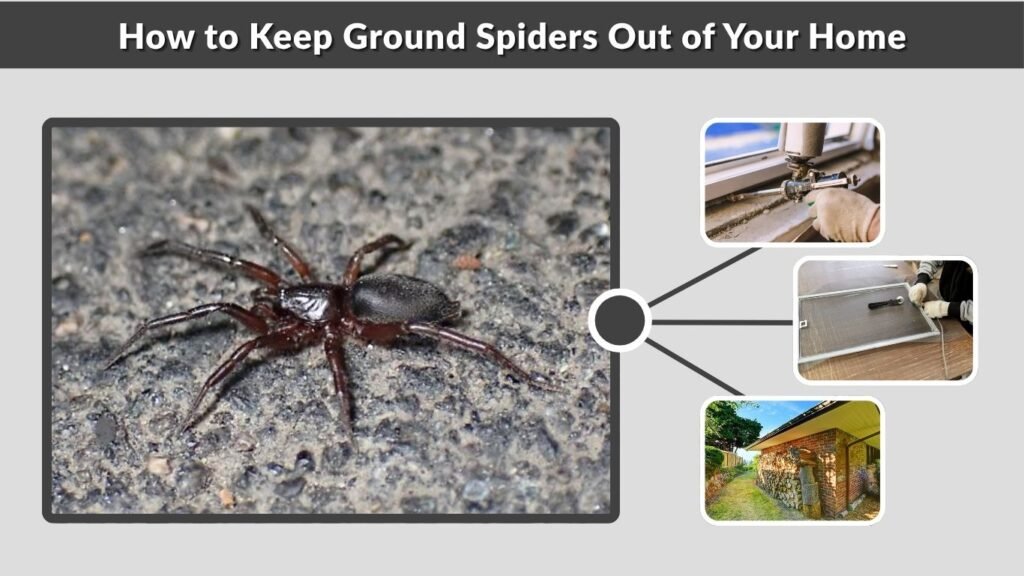How to Keep Ground Spiders Out of Your Home