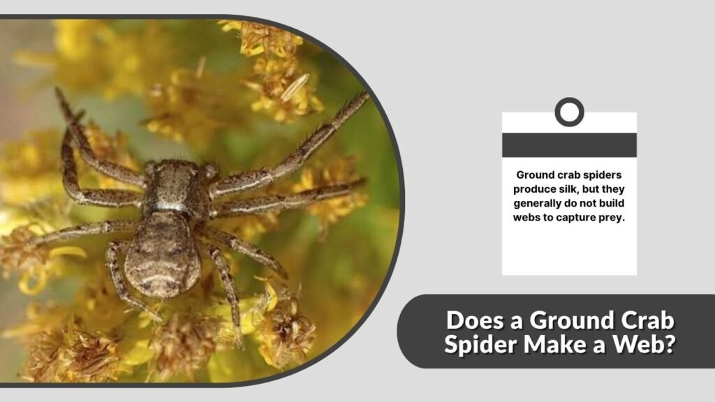 Does a Ground Crab Spider Make a Web?