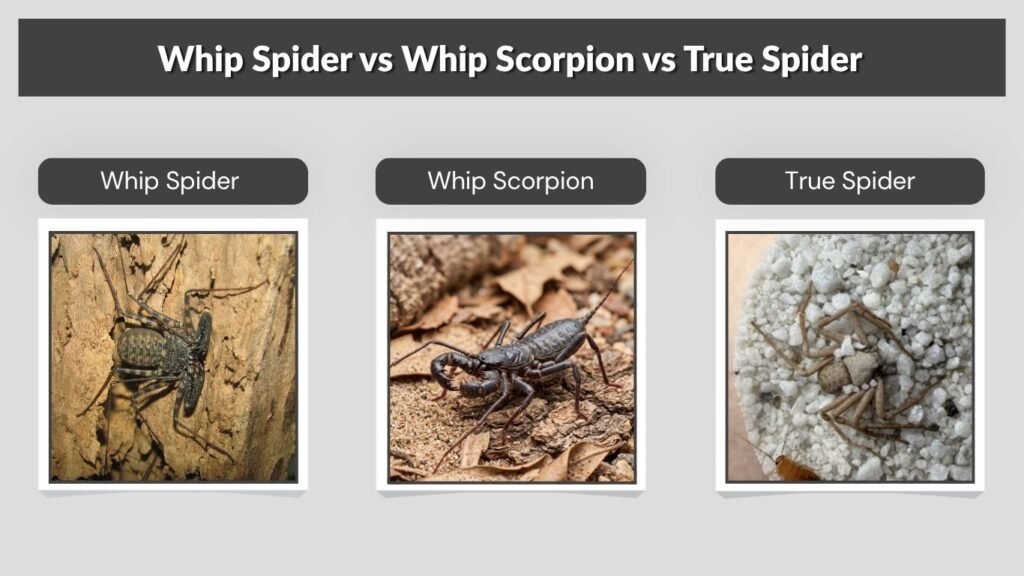 Whip Spider vs Whip Scorpion vs True Spider