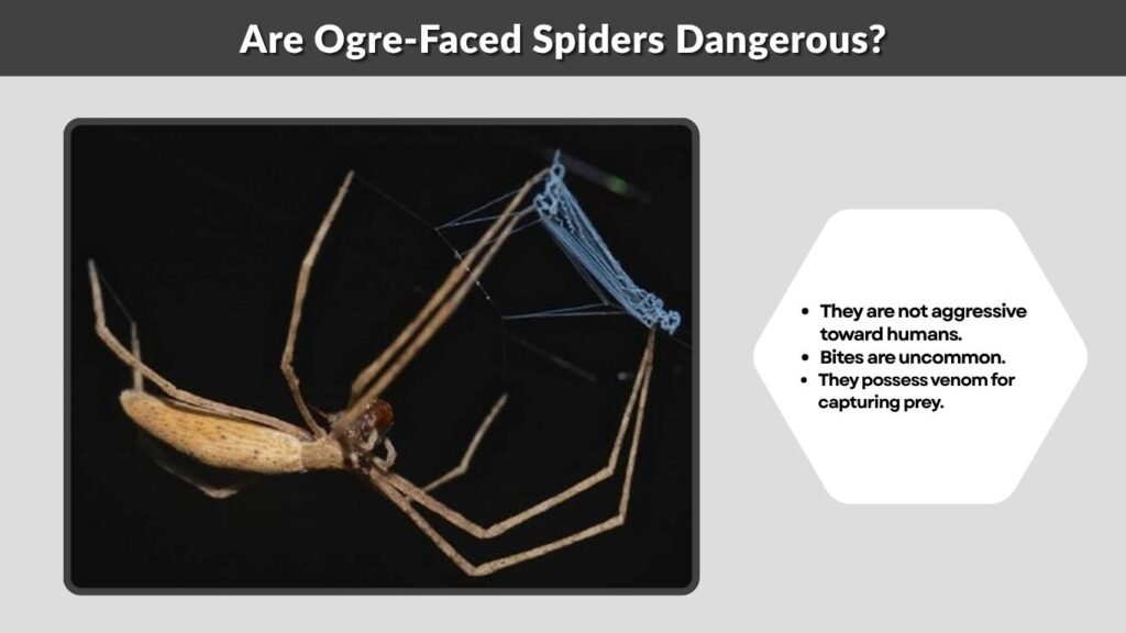 Are Ogre-Faced Spiders Dangerous?