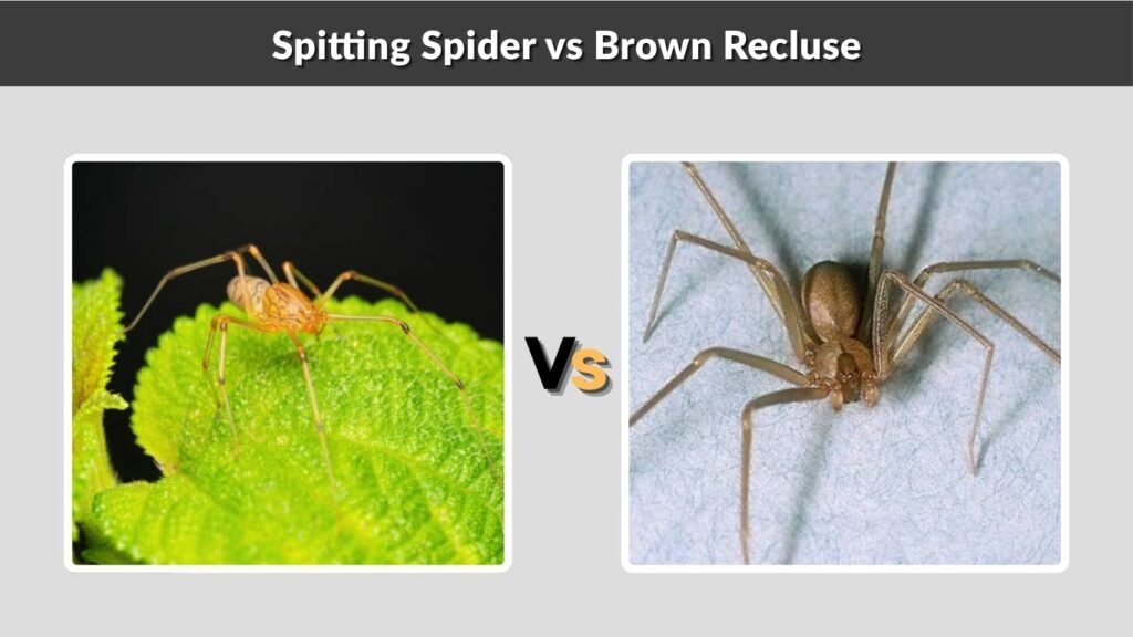 Spitting Spider vs Brown Recluse