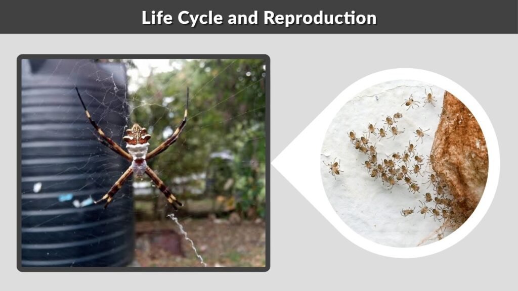 Life Cycle and Reproduction