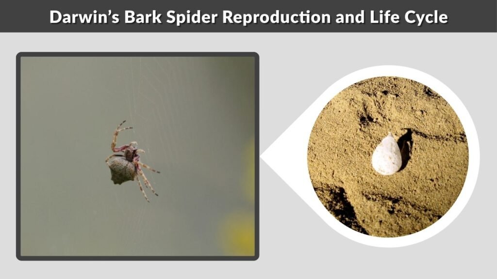 Darwin’s Bark Spider Reproduction and Life Cycle