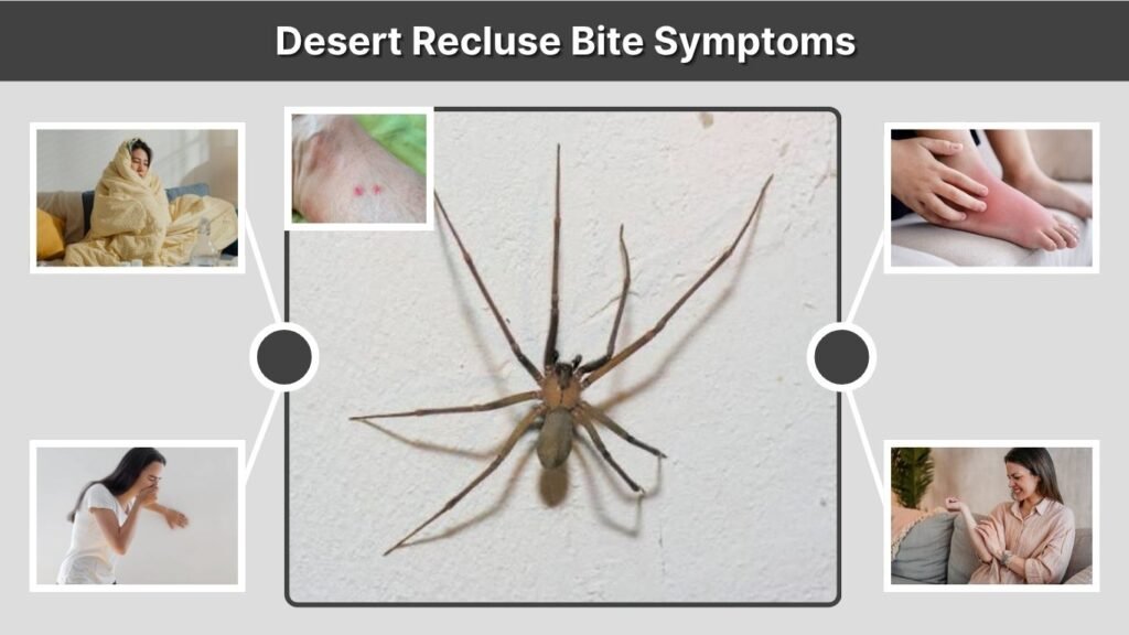 Desert Recluse Bite Symptoms