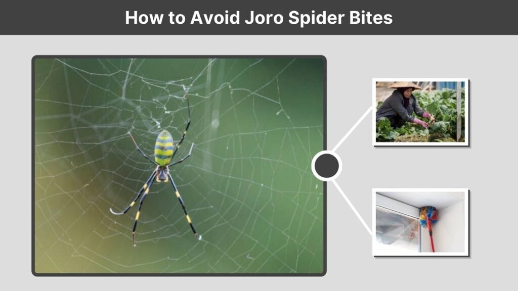 How to Avoid Joro Spider Bites