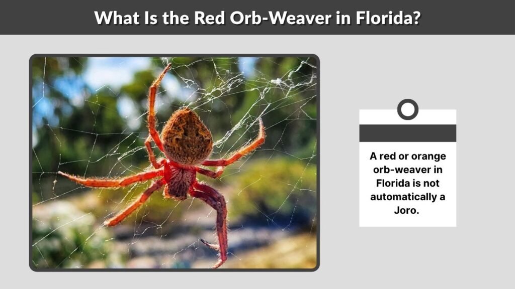What Is the Red Orb-Weaver in Florida?