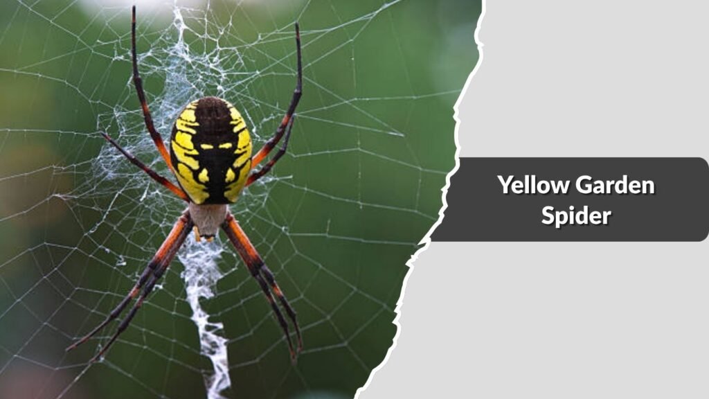 Yellow Garden Spider