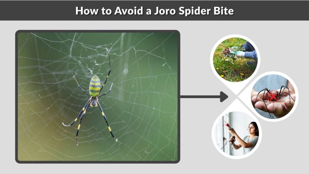 How to Avoid a Joro Spider Bite