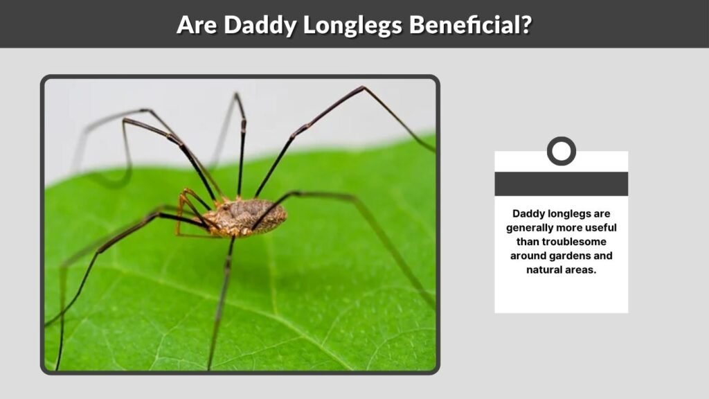 Are Daddy Longlegs Beneficial?
