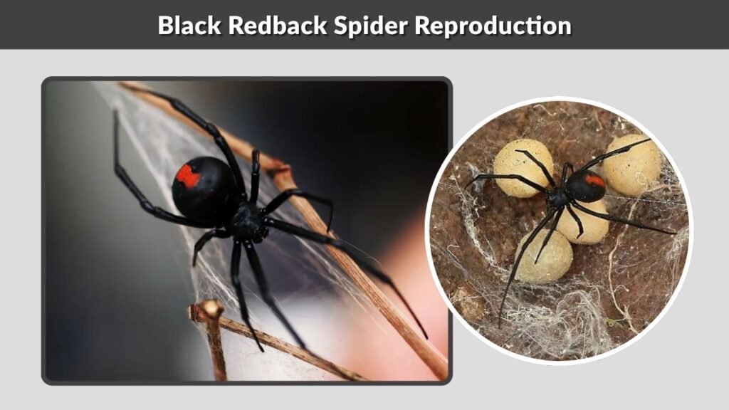 Black Redback Spider Reproduction