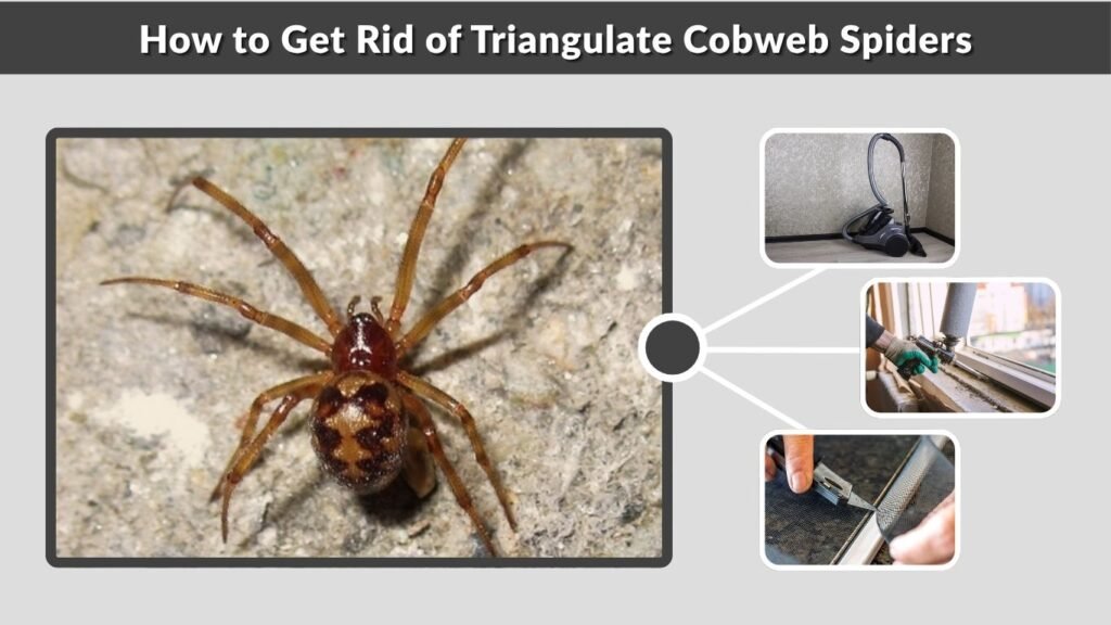 How to Get Rid of Triangulate Cobweb Spiders