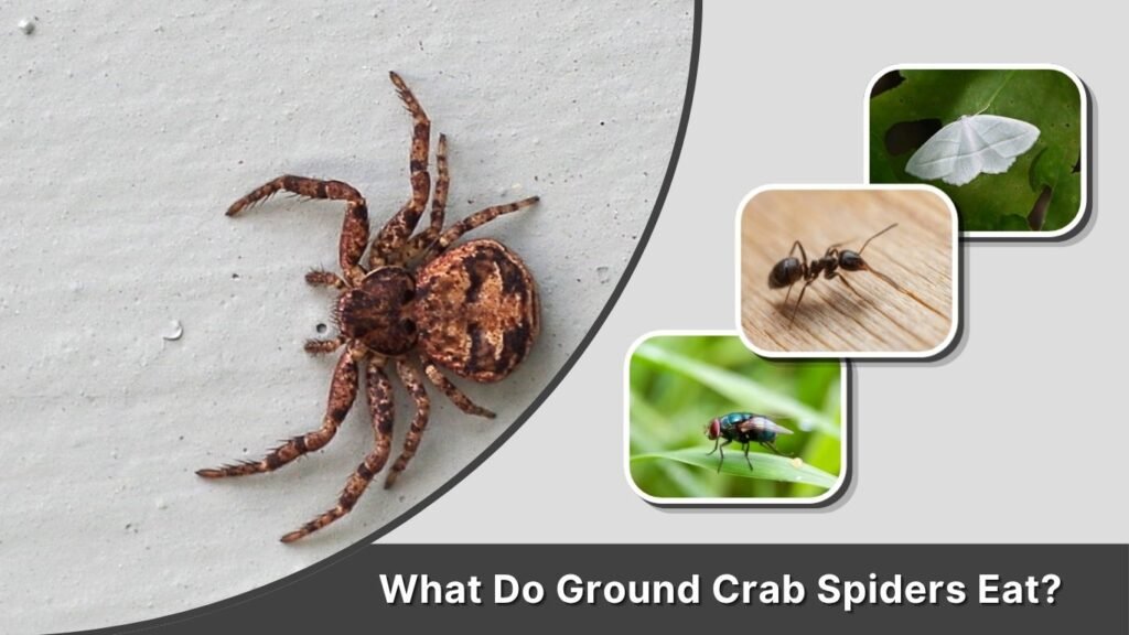 What Do Ground Crab Spiders Eat?