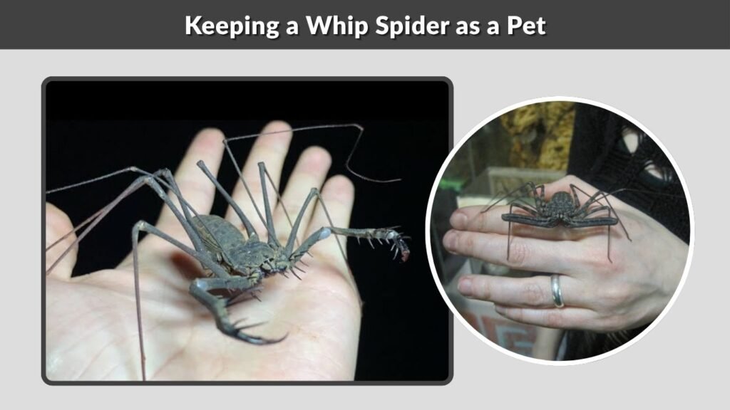 Keeping a Whip Spider as a Pet