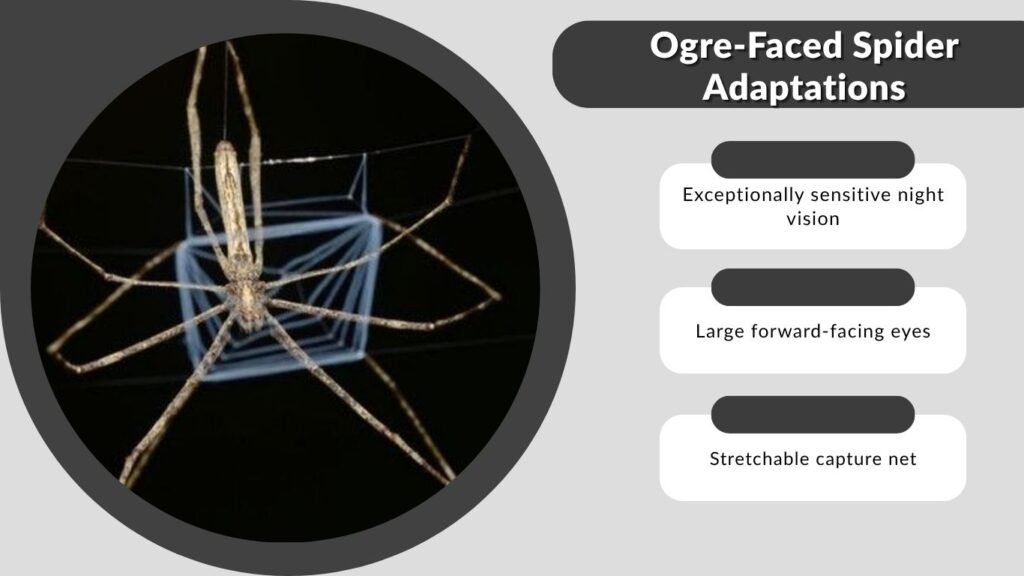 Ogre-Faced Spider Adaptations