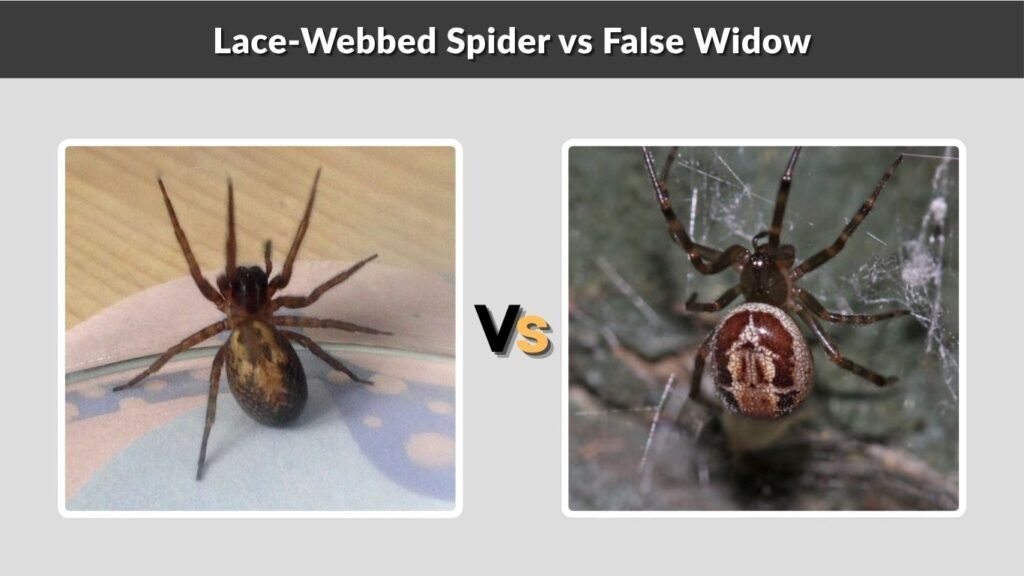 Lace-Webbed Spider vs False Widow