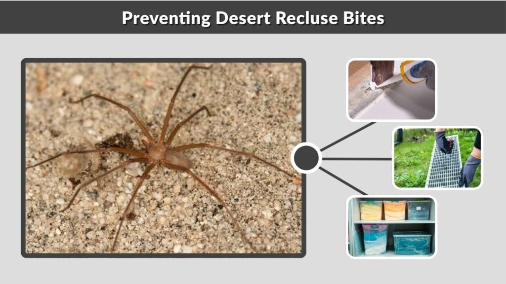 Preventing Desert Recluse Bites