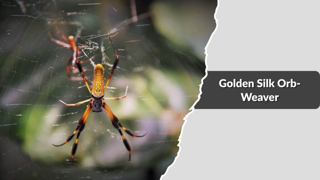 Golden Silk Orb-Weaver