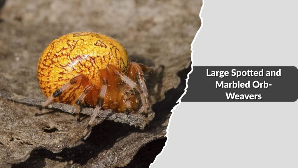 Large Spotted and Marbled Orb-Weavers
