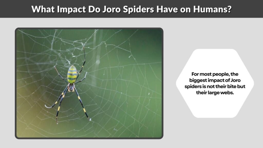 What Impact Do Joro Spiders Have on Humans?