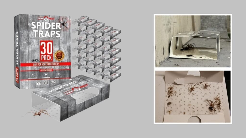 Spider Traps for Inside Your Home