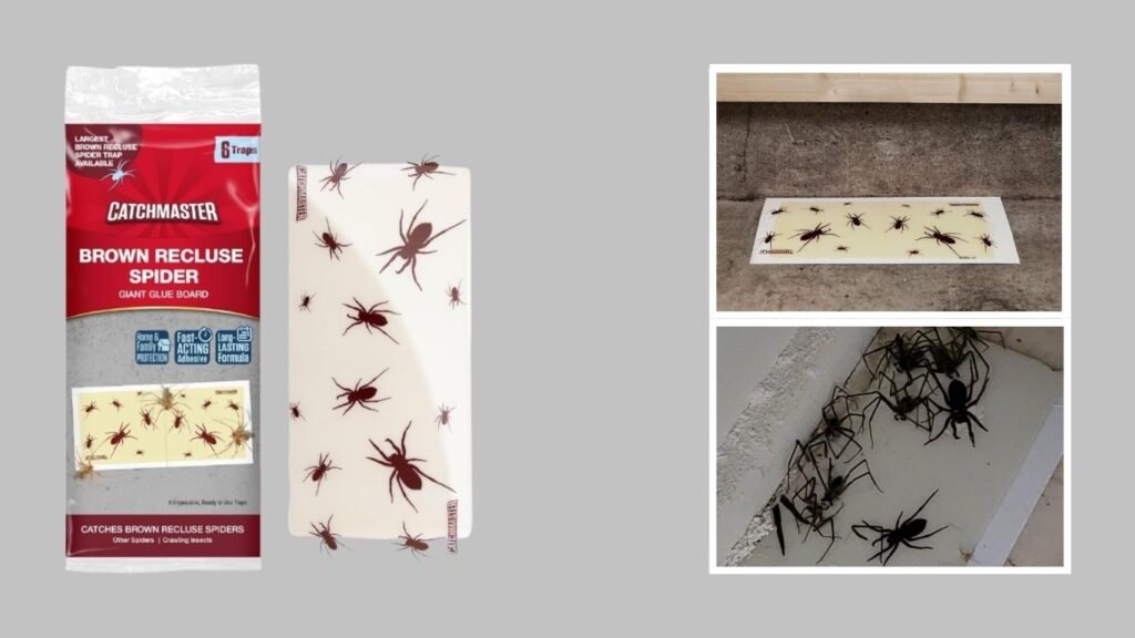 Bulk Spider Glue Traps for Indoor Use