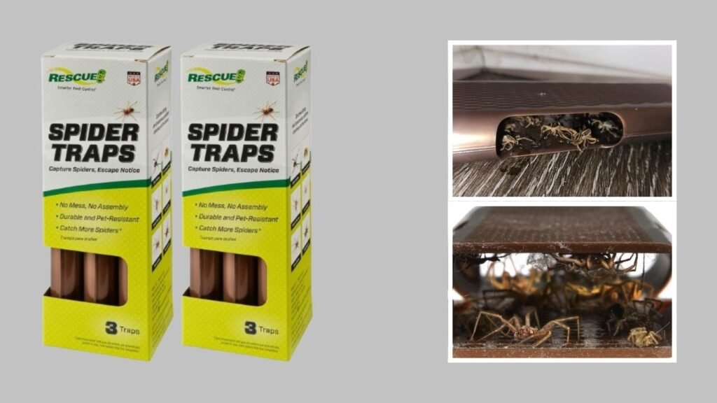 Spider Traps for Brown Recluse & Other Spiders