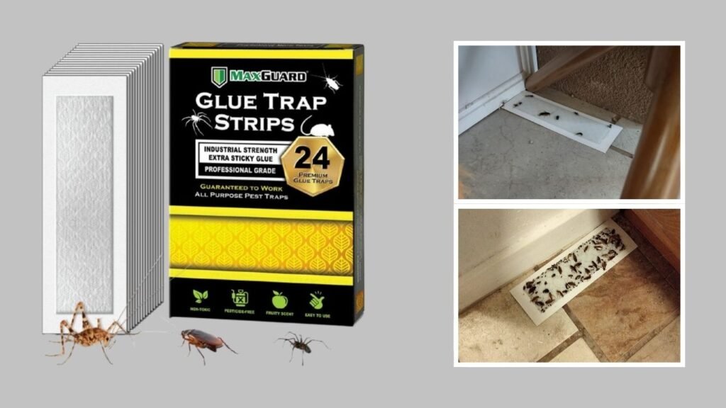Non-Toxic Pre-Baited Spider & Insect Glue Traps