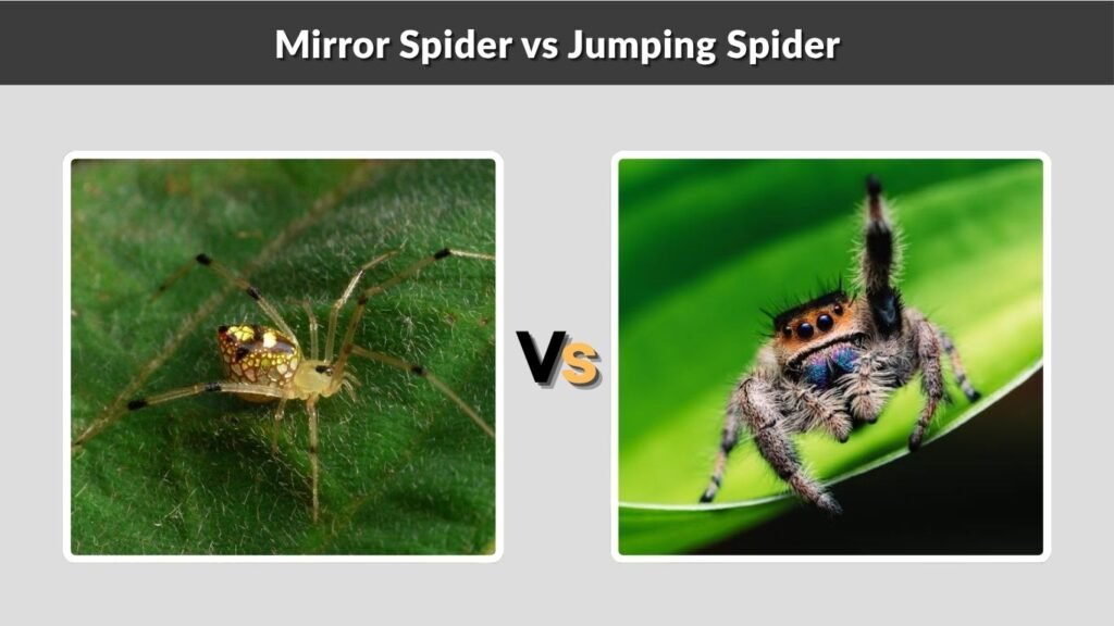 Mirror Spider vs Jumping Spider