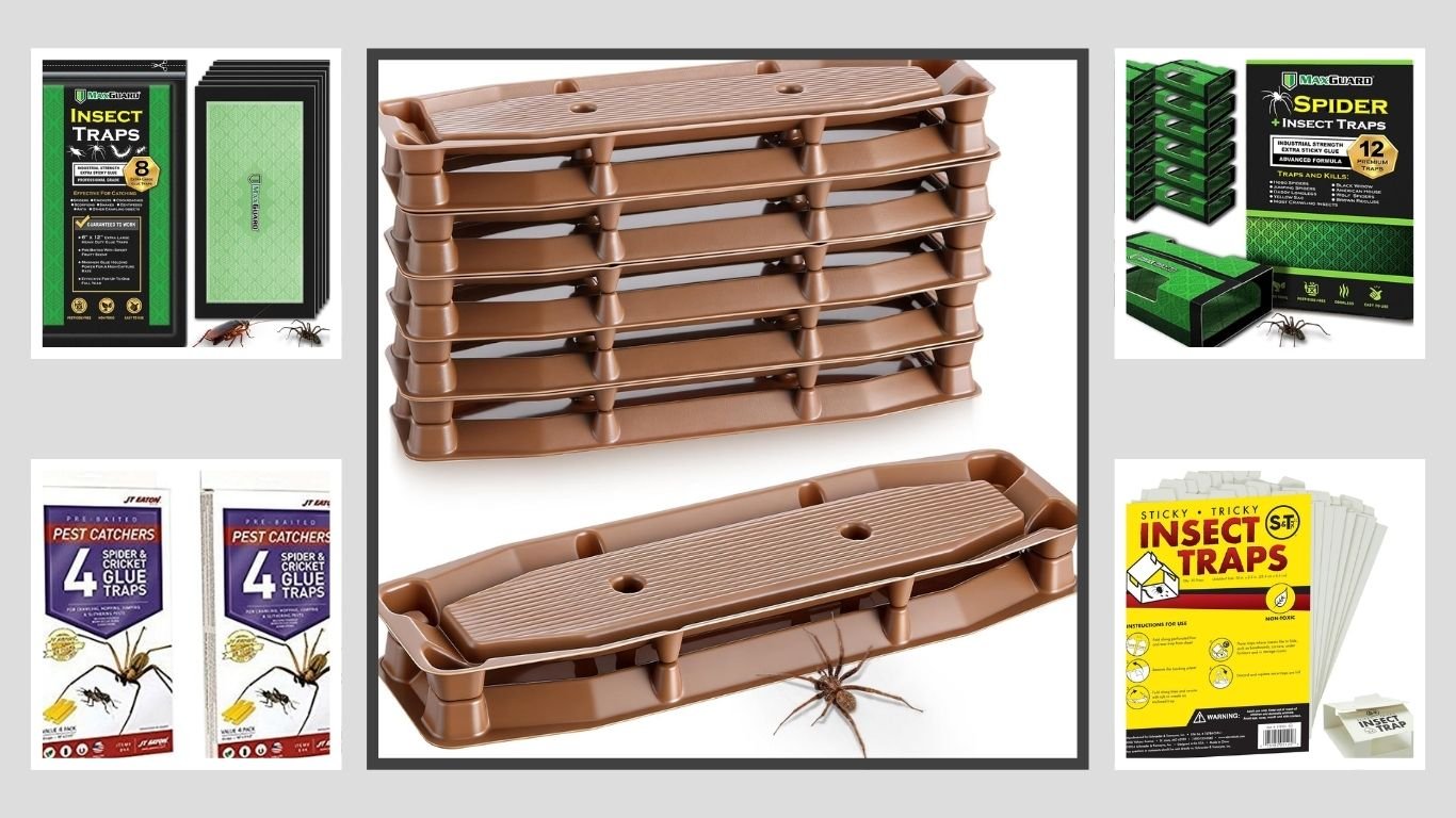 10 Best Sticky Traps for Spiders for Indoor Pest Control