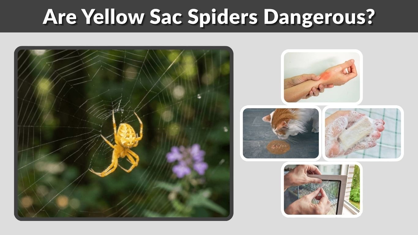 Are Yellow Sac Spiders Dangerous? Facts and Bite Risks
