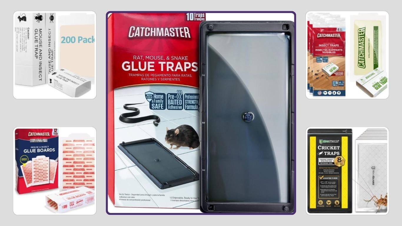 10 Best Sticky Boards for Spiders & Crawling Insects